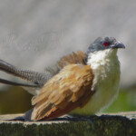 Juvenile Burchell's Coucal