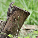 Lizzie on a Log