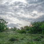 Stormy African Sky
Coastal bushveld near Kosi Bay, just before the storm Stormy African Sky & bushveld