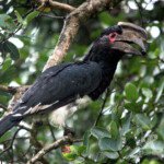 Trumpeter Hornbill with Waterberry