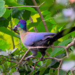 Purple-Crested Turaco Eating a Waterberry