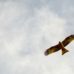 High Flying Hawk