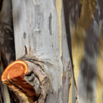 Blue gum bark
