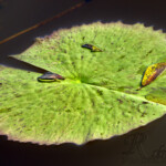 Lily pad floating on water