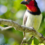 Black-Collared Barbet #3