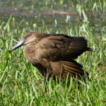 Hammerkop #1