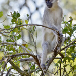 Vervet Monkey #1