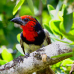 Black-Collared Barbet #1