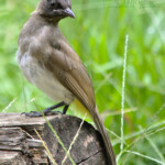 Bulbul on a log
