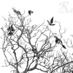 Second in the In Flight series Hornbills flying around a dead tree