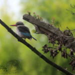 Brownhooded Kingfisher #2