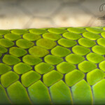 Abstract of green mamba snake scales, mirrored by fencing pattern in the background Abstract of green mamba snake scales