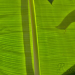 Sunlight through a banana leaf