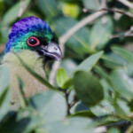 Purple-Crested Turaco #4