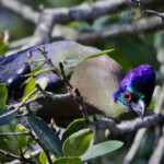 Purple-Crested Turaco #3