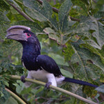 Trumpeter Hornbill #1
