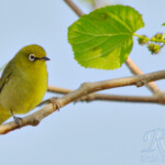 WhiteEye #1