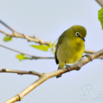 WhiteEye #2